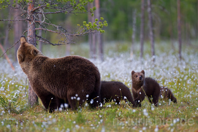 R9532 Braunbär mit Jungen, Brown Bear female with cubs - Christoph Robiller