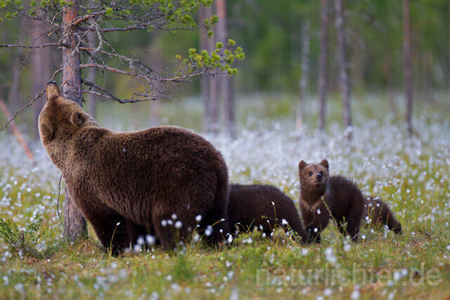 R9532 Braunbär mit Jungen, Brown Bear female with cubs - Christoph Robiller