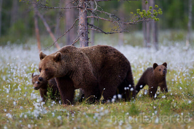 R9533 Braunbär mit Jungen, Brown Bear female with cubs - Christoph Robiller