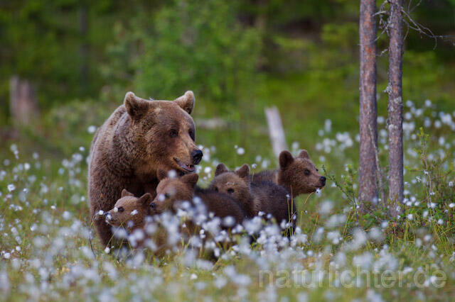 R9534 Braunbär mit Jungen, Brown Bear female with cubs - Christoph Robiller