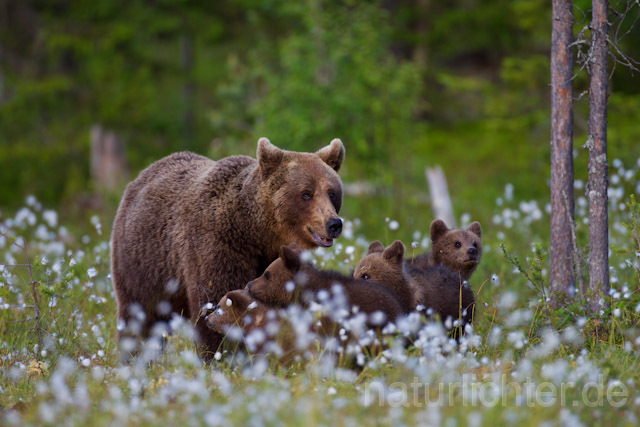 R9535 Braunbär mit Jungen, Brown Bear female with cubs - Christoph Robiller
