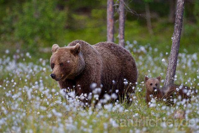 R9536 Braunbär mit Jungen, Brown Bear female with cubs - Christoph Robiller