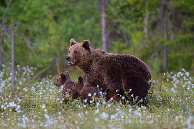 R9537 Braunbär mit Jungen, Brown Bear female with cubs - Christoph Robiller