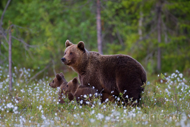 R9538 Braunbär mit Jungen, Brown Bear female with cubs - Christoph Robiller