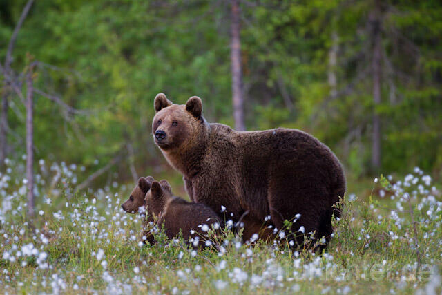 R9539 Braunbär mit Jungen, Brown Bear female with cubs - Christoph Robiller