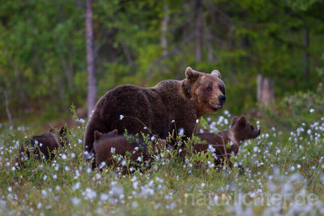 R9540 Braunbär mit Jungen, Brown Bear female with cubs - Christoph Robiller