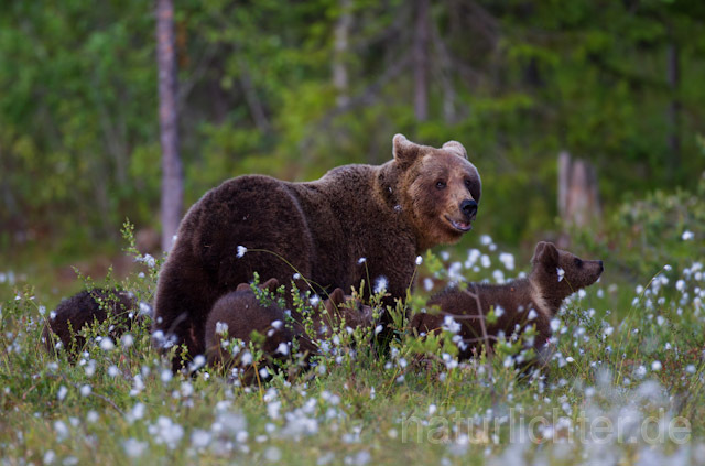 R9541 Braunbär mit Jungen, Brown Bear female with cubs - Christoph Robiller