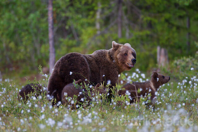 R9542 Braunbär mit Jungen, Brown Bear female with cubs - Christoph Robiller