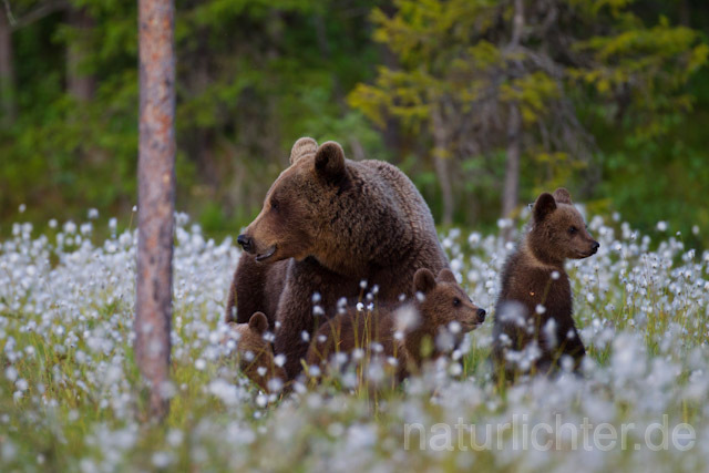 R9543 Braunbär mit Jungen, Brown Bear female with cubs - Christoph Robiller