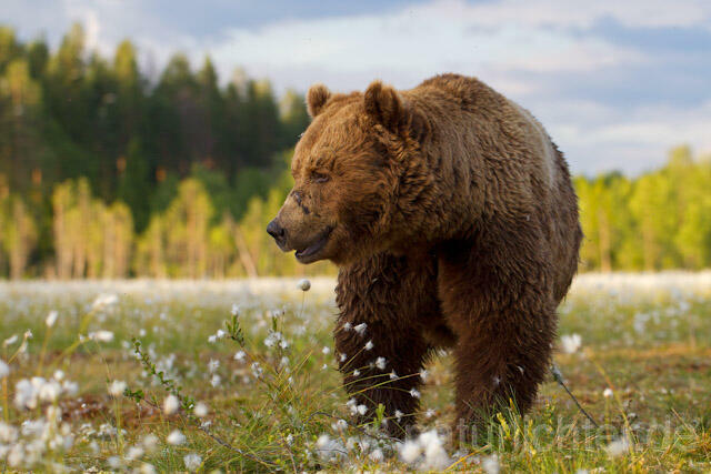 R9547 Braunbär, Brown Bear - Christoph Robiller
