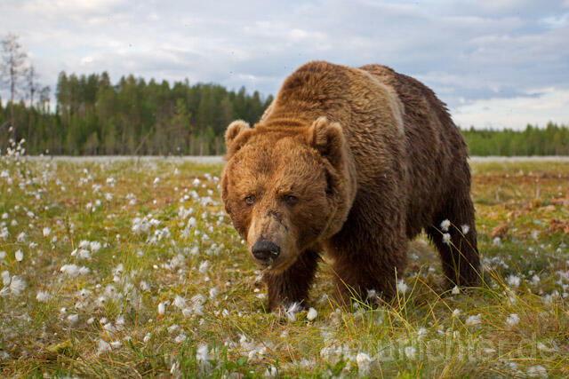 R9556 Braunbär, Brown Bear - Christoph Robiller