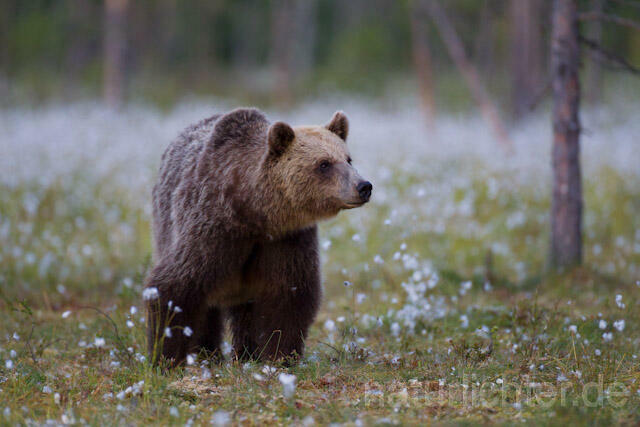 R9559 Braunbär, Brown Bear - Christoph Robiller