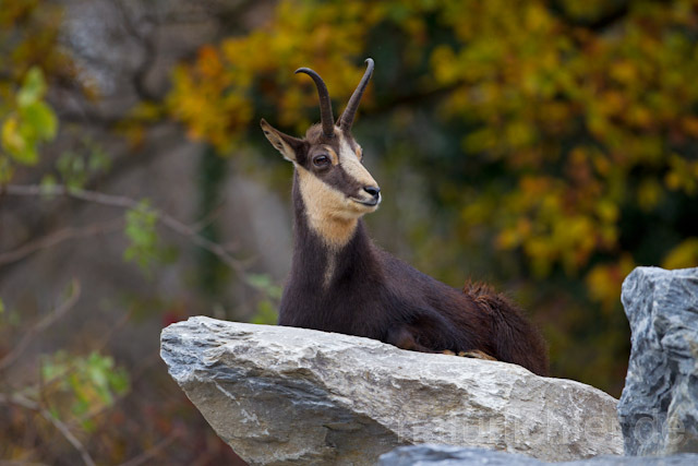 R9631 Gämse, Chamois - Christoph Robiller