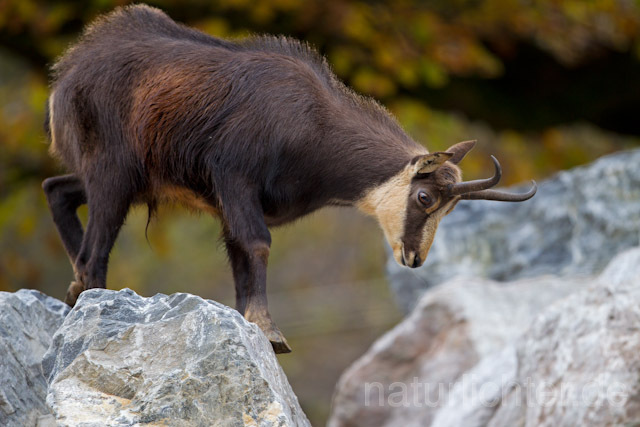 R9633 Gämse, Chamois - Christoph Robiller