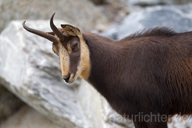 R9634 Gämse, Chamois - Christoph Robiller