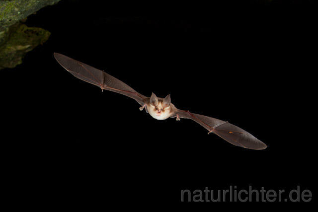 R9700 Meheley-Hufeisennase im Flug, Mehely-Hufeisennase, Mehely's horseshoe bat flying - Christoph Robiller