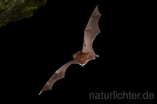 R9702 Meheley-Hufeisennase im Flug, Mehely-Hufeisennase, Mehely's horseshoe bat flying - Christoph Robiller