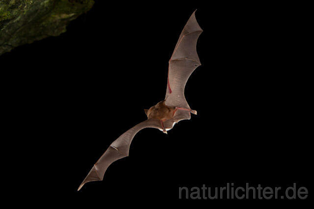 R9702 Meheley-Hufeisennase im Flug, Mehely-Hufeisennase, Mehely's horseshoe bat flying - Christoph Robiller