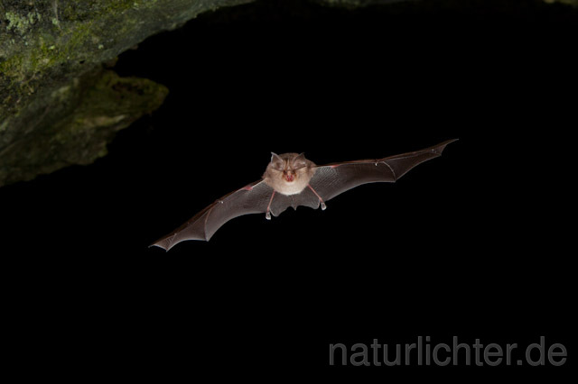 R9705 Kleine Hufeisennase im Flug, Lesser Horseshoe Bat flying - Christoph Robiller