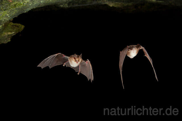 R9706 Meheley-Hufeisennase im Flug, Mehely-Hufeisennase, Mehely's horseshoe bat flying - Christoph Robiller