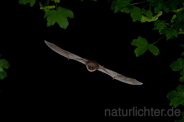 R9793 Langflügelfledermaus im Flug, Schreiber's Bat flying