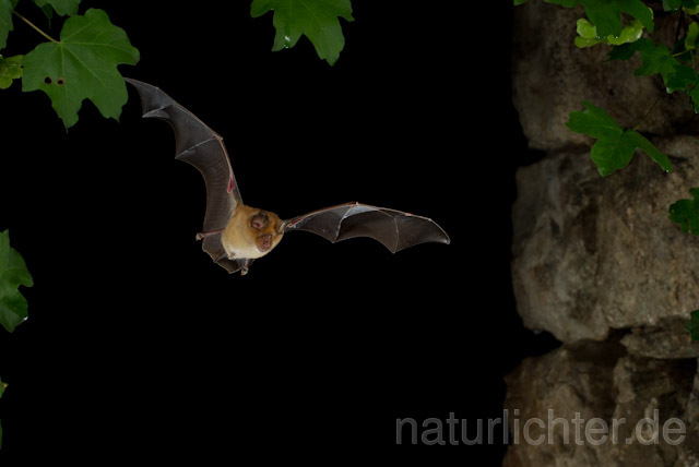 R9794 Große Hufeisennase im Flug, Greater Horseshoe Bat flying - Christoph Robiller
