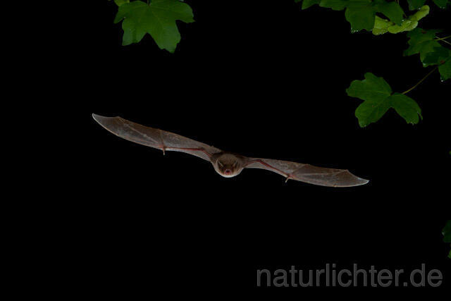 R9795 Langflügelfledermaus im Flug, Schreiber's Bat flying