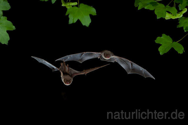 R9796 Langflügelfledermaus im Flug, Schreiber's Bat flying
