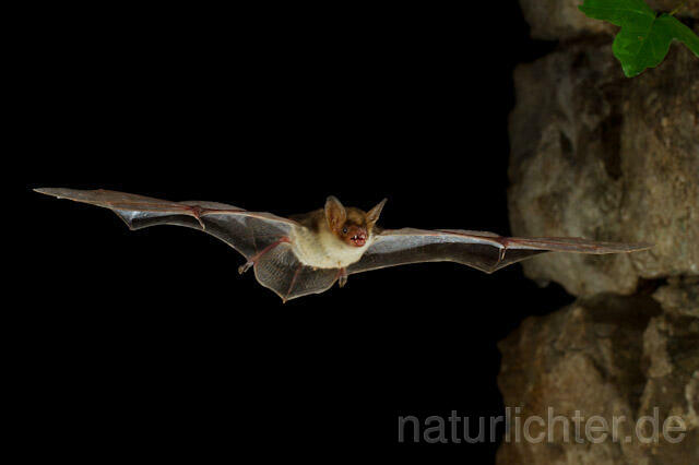 R9797 Kleines Mausohr im Flug, Lesser Mouse-eared Bat flying