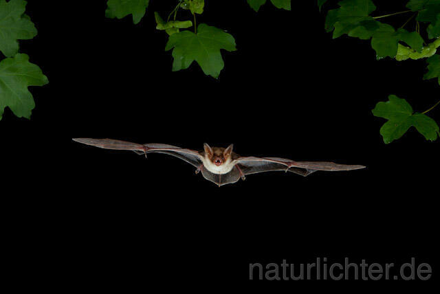 R9799  Kleines Mausohr im Flug, Lesser Mouse-eared Bat flying