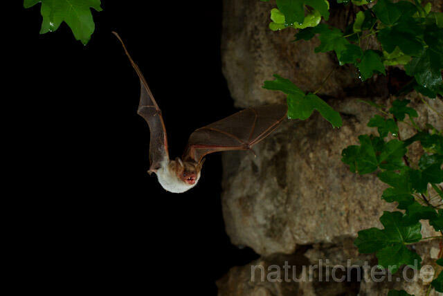 R9801 Kleines Mausohr im Flug, Lesser Mouse-eared Bat flying
