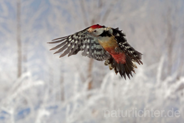 R10060 Mittelspecht im Flug, Middle Spotted Woodpecker flying