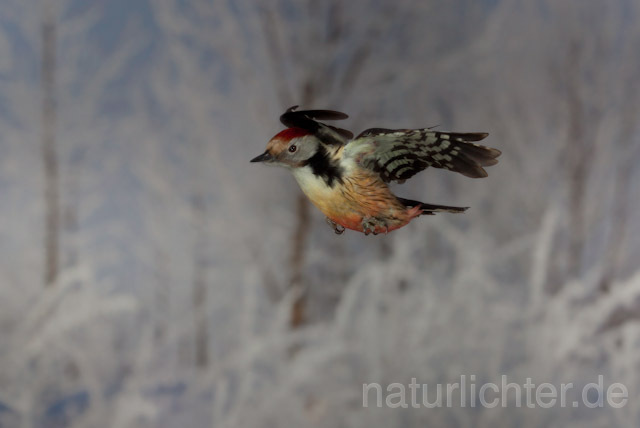 R10061Mittelspecht im Flug, Middle Spotted Woodpecker flying - Christoph Robiller