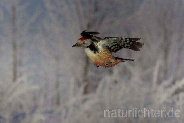 R10061Mittelspecht im Flug, Middle Spotted Woodpecker flying - Christoph Robiller