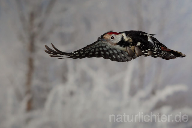 R10139 Mittelspecht im Flug, Middle Spotted Woodpecker flying