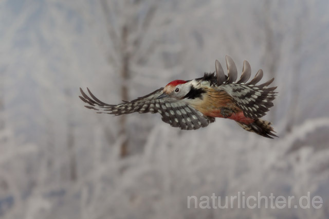 R10157 Mittelspecht im Flug, Middle Spotted Woodpecker flying