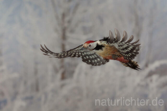 R10157 Mittelspecht im Flug, Middle Spotted Woodpecker flying - Christoph Robiller
