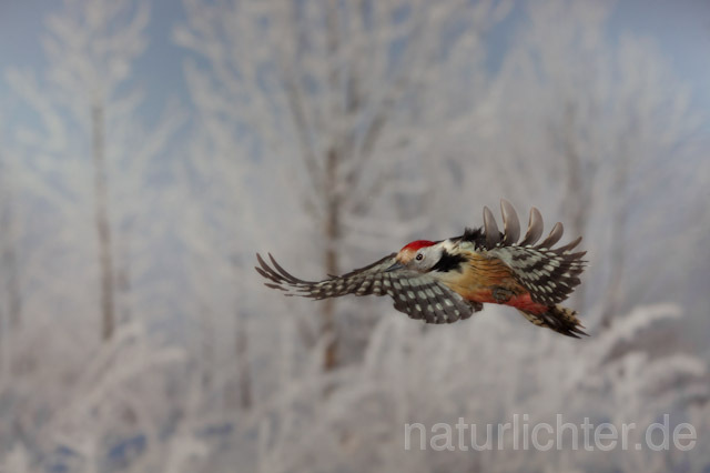R10158 Mittelspecht im Flug, Middle Spotted Woodpecker flying