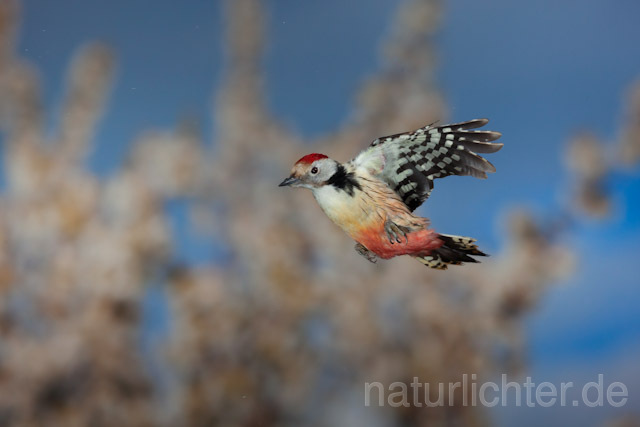 R10180 Mittelspecht im Flug, Middle Spotted Woodpecker flying