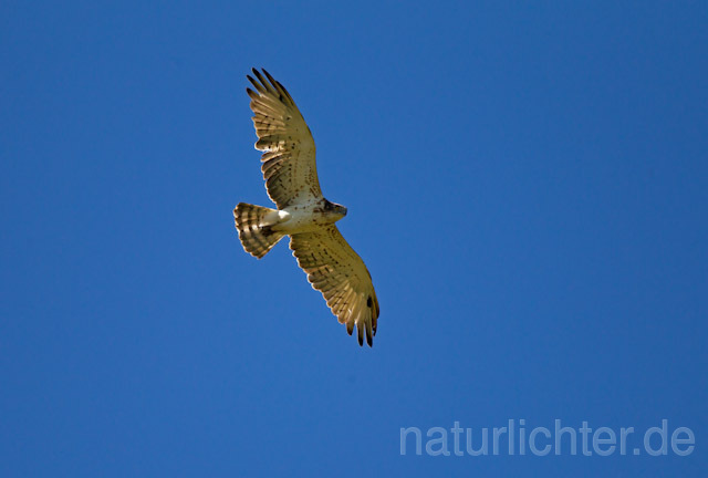 R10254 Schlangenadler im Flug, Short-toed Snake Eagle flying - Christoph Robiller