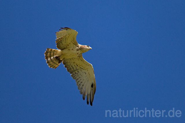R10256 Schlangenadler im Flug, Short-toed Snake Eagle flying - Christoph Robiller