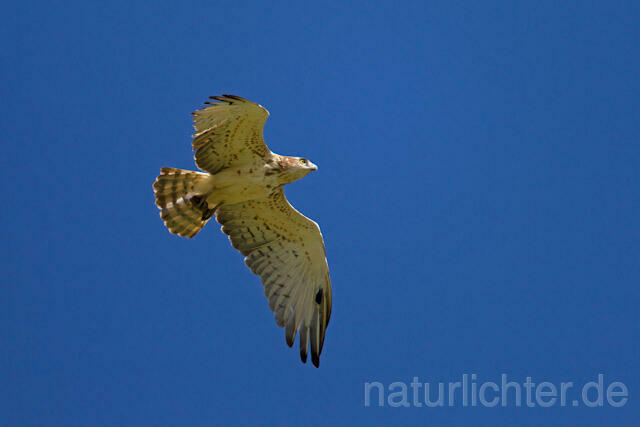 R10257 Schlangenadler im Flug, Short-toed Snake Eagle flying - Christoph Robiller