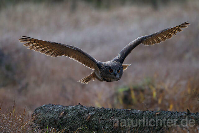 R10766 Uhu im Flug, Eagle Owl flying - Christoph Robiller