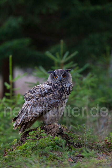 R10777 Uhu, Eagle Owl - Christoph Robiller