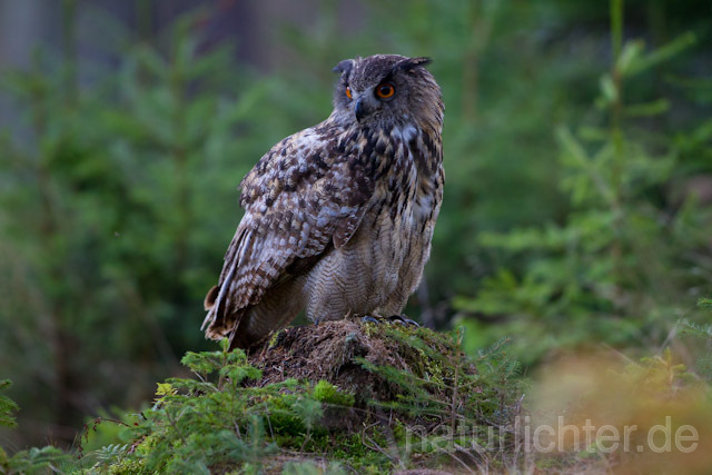 R10779 Uhu, Eagle Owl - Christoph Robiller