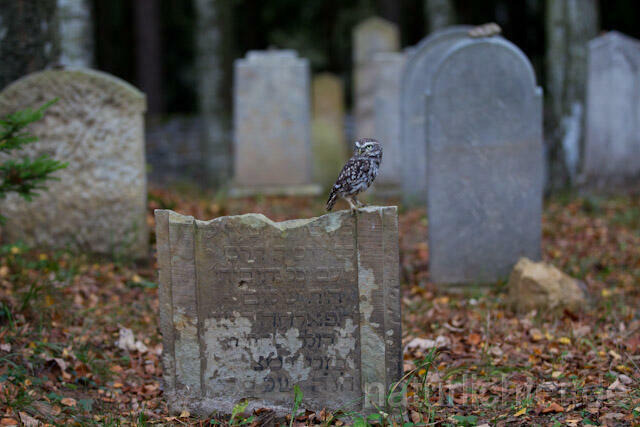 R10877 Steinkauz auf Grabstein, Little Owl at gravestone - Christoph Robiller
