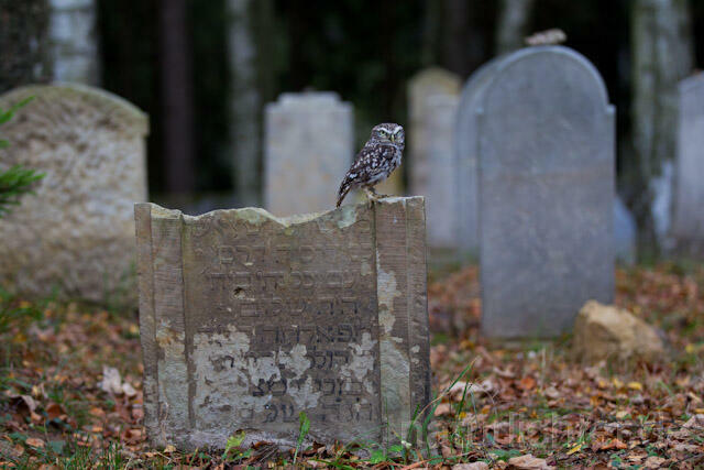 R10878 Steinkauz auf Grabstein, Little Owl at gravestone - Christoph Robiller