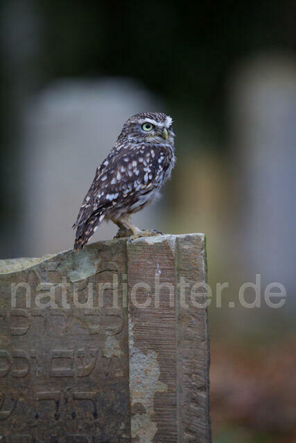 R10881 Steinkauz auf Grabstein, Little Owl at gravestone - Christoph Robiller