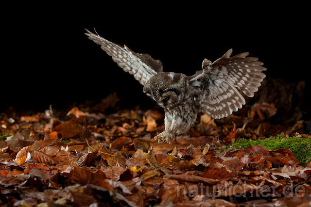 R10889 Raufußkauz beim Beutestoß, Tengmalm's Owl hunting - Christoph Robiller