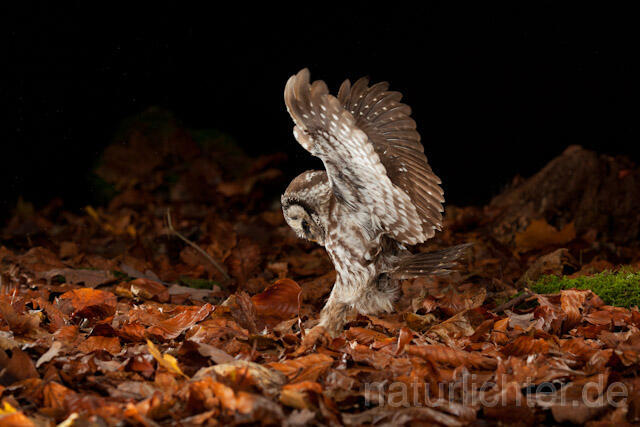 R10896 Raufußkauz beim Beutestoß, Tengmalm's Owl hunting - Christoph Robiller